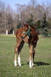 Horses in the Stable Door-accept-Photographic Print