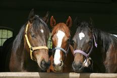 Nice Thoroughbred Foals in the Stable-accept-Photographic Print