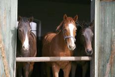 Horses in the Stable Door-accept-Photographic Print