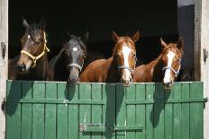 Horses in the Barn Door-accept-Photographic Print