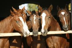 Horses in the Stable Door-accept-Photographic Print