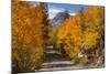 Access Road to Sabrina Lake, Eastern Sierra, Bishop Creek, California-Michael Qualls-Mounted Photographic Print