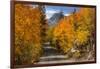 Access Road to Sabrina Lake, Eastern Sierra, Bishop Creek, California-Michael Qualls-Framed Photographic Print