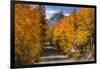 Access Road to Sabrina Lake, Eastern Sierra, Bishop Creek, California-Michael Qualls-Framed Photographic Print