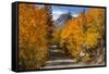 Access Road to Sabrina Lake, Eastern Sierra, Bishop Creek, California-Michael Qualls-Framed Stretched Canvas