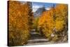 Access Road to Sabrina Lake, Eastern Sierra, Bishop Creek, California-Michael Qualls-Stretched Canvas