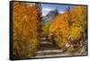 Access Road to Sabrina Lake, Eastern Sierra, Bishop Creek, California-Michael Qualls-Framed Stretched Canvas