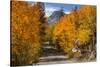 Access Road to Sabrina Lake, Eastern Sierra, Bishop Creek, California-Michael Qualls-Stretched Canvas