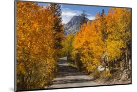 Access Road to Sabrina Lake, Eastern Sierra, Bishop Creek, California-Michael Qualls-Mounted Photographic Print