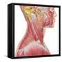 Accessory Nerve View Showing Neck and Facial Muscles-Stocktrek Images-Framed Stretched Canvas