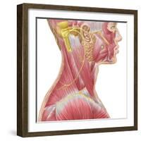 Accessory Nerve View Showing Neck and Facial Muscles-Stocktrek Images-Framed Art Print