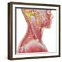 Accessory Nerve View Showing Neck and Facial Muscles-Stocktrek Images-Framed Art Print