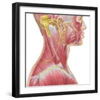 Accessory Nerve View Showing Neck and Facial Muscles-Stocktrek Images-Framed Art Print