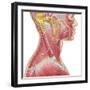 Accessory Nerve View Showing Neck and Facial Muscles-Stocktrek Images-Framed Art Print