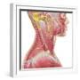 Accessory Nerve View Showing Neck and Facial Muscles-Stocktrek Images-Framed Art Print