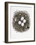 Accipiter Gentilis (Goshawk), 2000-Sandra Lawrence-Framed Premium Giclee Print