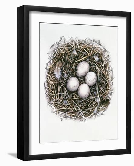 Accipiter Gentilis (Goshawk), 2000-Sandra Lawrence-Framed Premium Giclee Print