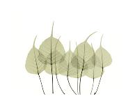 Eucalyptus-Acee-Giclee Print