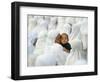 Acehnese Woman Holds a Child after Eid Al-Adha Prayer in the Tsunami-Ravaged Town of Meulaboh-null-Framed Photographic Print