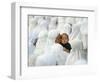 Acehnese Woman Holds a Child after Eid Al-Adha Prayer in the Tsunami-Ravaged Town of Meulaboh-null-Framed Photographic Print