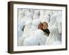 Acehnese Woman Holds a Child after Eid Al-Adha Prayer in the Tsunami-Ravaged Town of Meulaboh-null-Framed Photographic Print