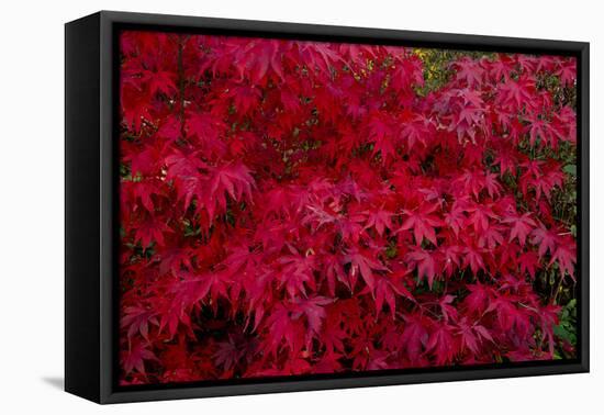 Acer Autumn-Charles Bowman-Framed Stretched Canvas