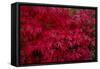 Acer Autumn-Charles Bowman-Framed Stretched Canvas