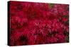 Acer Autumn-Charles Bowman-Stretched Canvas