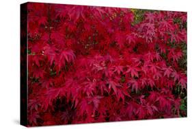 Acer Autumn-Charles Bowman-Stretched Canvas