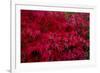 Acer Autumn-Charles Bowman-Framed Photographic Print