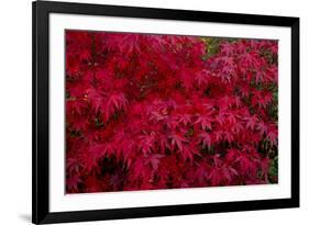 Acer Autumn-Charles Bowman-Framed Photographic Print