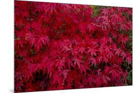 Acer Autumn-Charles Bowman-Mounted Photographic Print