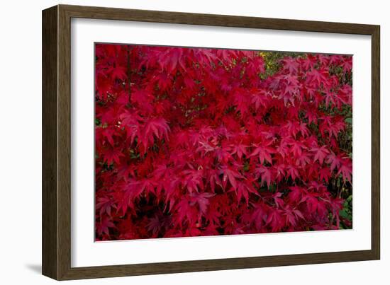 Acer Autumn-Charles Bowman-Framed Photographic Print