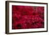 Acer Autumn-Charles Bowman-Framed Photographic Print