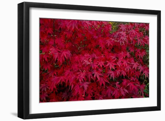 Acer Autumn-Charles Bowman-Framed Photographic Print