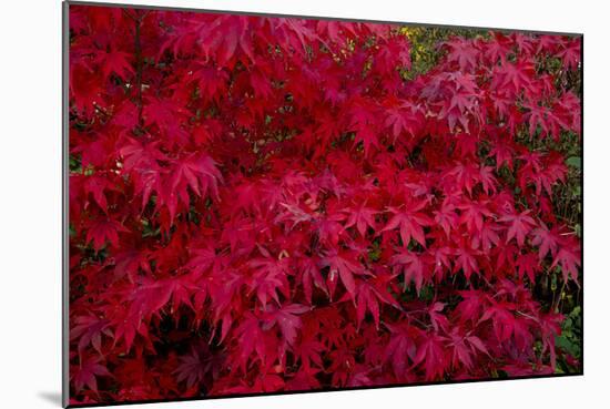 Acer Autumn-Charles Bowman-Mounted Photographic Print