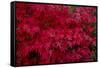 Acer Autumn-Charles Bowman-Framed Stretched Canvas