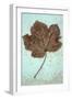 Acer Breeze-Den Reader-Framed Photographic Print