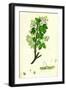 Acer Campestre Common Maple-null-Framed Giclee Print