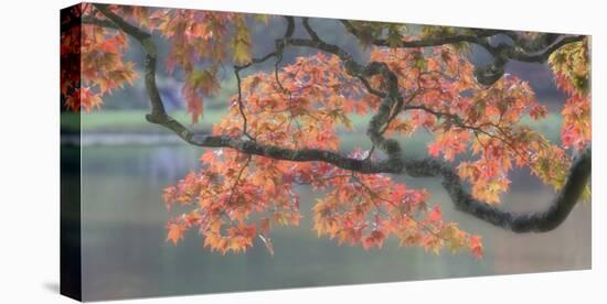 Acer III, Maple and Lake-Chris Farrow-Stretched Canvas