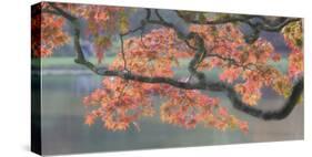 Acer III, Maple and Lake-Chris Farrow-Stretched Canvas