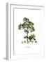 Acer Obtusifolium-Ferdinand Bauer-Framed Giclee Print