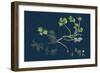 Acer Pseudo-Platanus; Sycamore-null-Framed Giclee Print