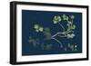 Acer Pseudo-Platanus; Sycamore-null-Framed Giclee Print