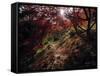Acer Tree in Autumn-Jon Arnold-Framed Stretched Canvas