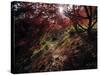 Acer Tree in Autumn-Jon Arnold-Stretched Canvas