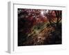 Acer Tree in Autumn-Jon Arnold-Framed Photographic Print