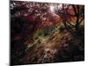 Acer Tree in Autumn-Jon Arnold-Mounted Photographic Print
