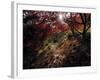 Acer Tree in Autumn-Jon Arnold-Framed Photographic Print