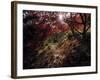 Acer Tree in Autumn-Jon Arnold-Framed Photographic Print
